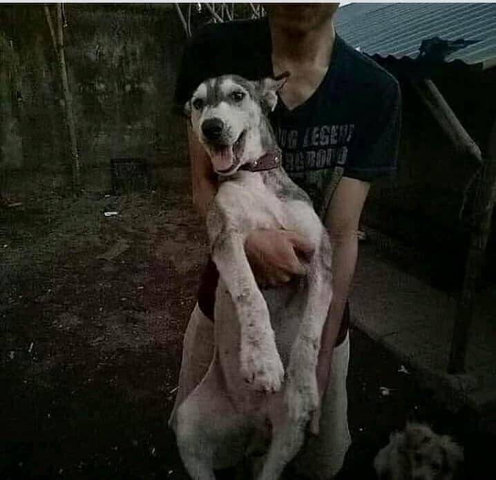 Antes e depois de cão resgatado. Foto: Artes de Cachorro