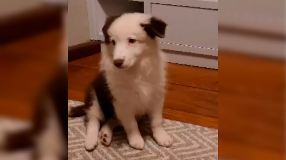 O cachorro, que ainda não tem nome, é filhote do cachorro de Giovanna Lancellotti. Foto: Reprodução/Instagram 11.08.2023