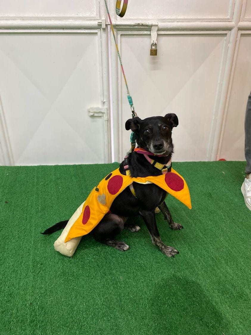 Com o mesmo tecido, diz a estilista, o tutor pode cortar círculos em diferentes tamanhos, para representar os tomates, champignon, cebola e calabresa... ou o “sabor” que sua criatividade mandar! Reprodução/Fashion Puppies