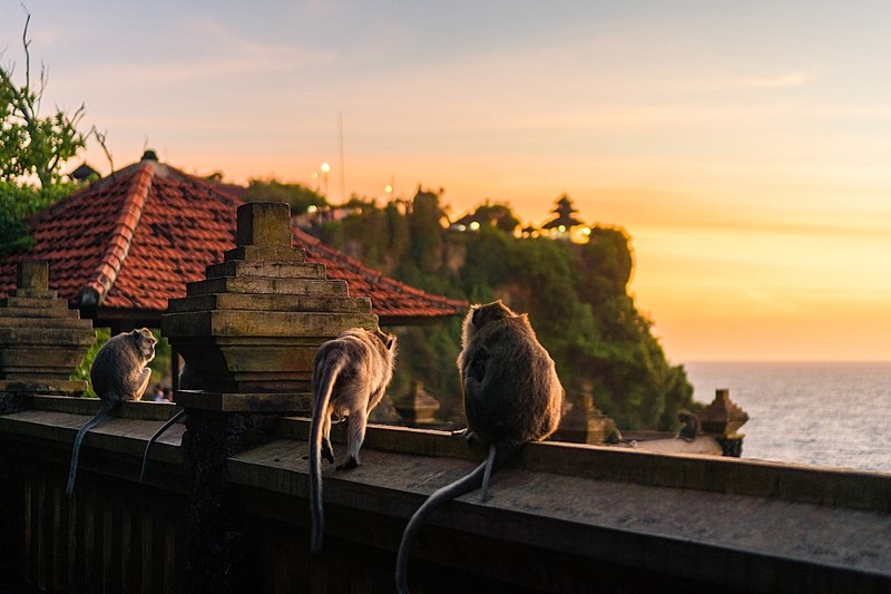 Em 2021, um estudo feito em parceria entre a Universidade de Lethbridge, no Canadá, e a Universidade Udayana, na Indonésia, identificou como esse comportamento ardiloso foi desenvolvido pelos macacos de Bali.