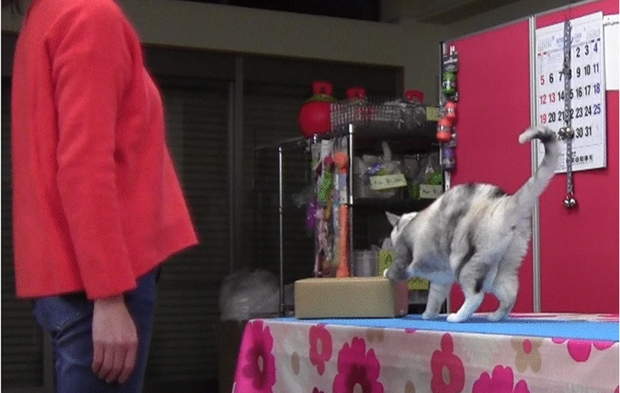 Nesta sequencia Fumi Higaki ensina a gata a encostar a pata na caixa. Foto: Reprodução/Youtube