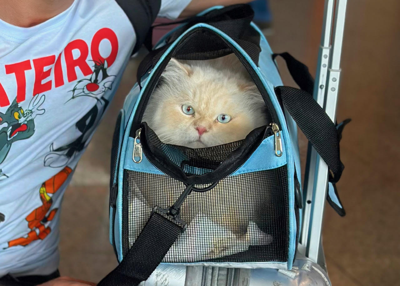 Olaf ficou bem comportado dentro da bolsa de transporte. Foto: Arquivo pessoal