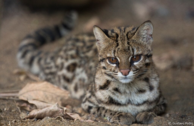 Gato do Mato Pequeno - É menor do que os gatos domésticos: raramente passa de 50 cm de comprimento e pesa em média 2 kg. Natural do Norte e do Nordeste do Brasil, foi perdendo espaço com a ocupação de seu habitat por construções irregulares.  Reprodução: Flipar