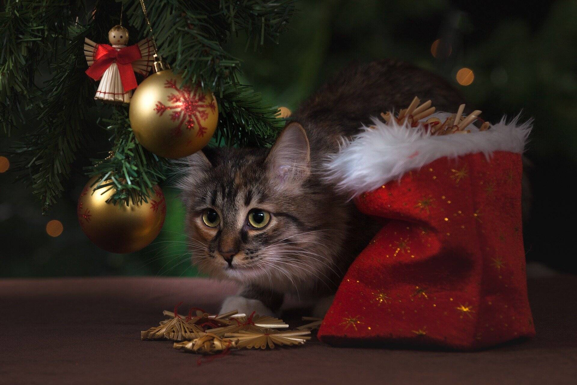 E se o Natal fosse uma festa de gatos?. Foto: Banco de imagens/Pixabay
