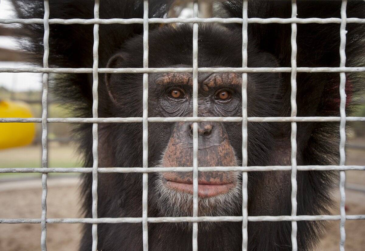 Chimpanzé Marlon, de 10 anos, brinca em um jaula externo em um centro de pesquisa em New Iberia, Louisiana The New York Times