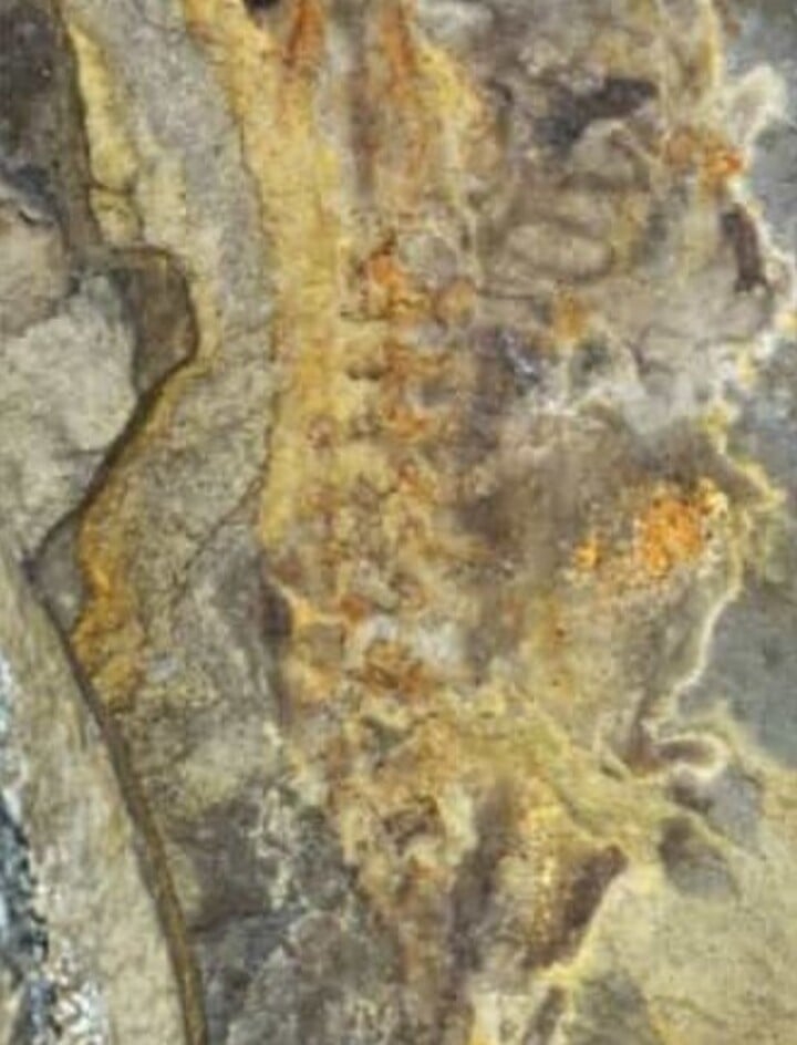 A identificação de um fóssil de girino (larva de anfíbios) na Argentina por parte de cientistas pode dar uma grande contribuição para o conhecimento sobre o desenvolvimento e evolução dos sapos.  
 Reprodução: Flipar
