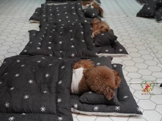 Filhotes de cachorro dormindo na creche. Foto: Reprodução Instagram