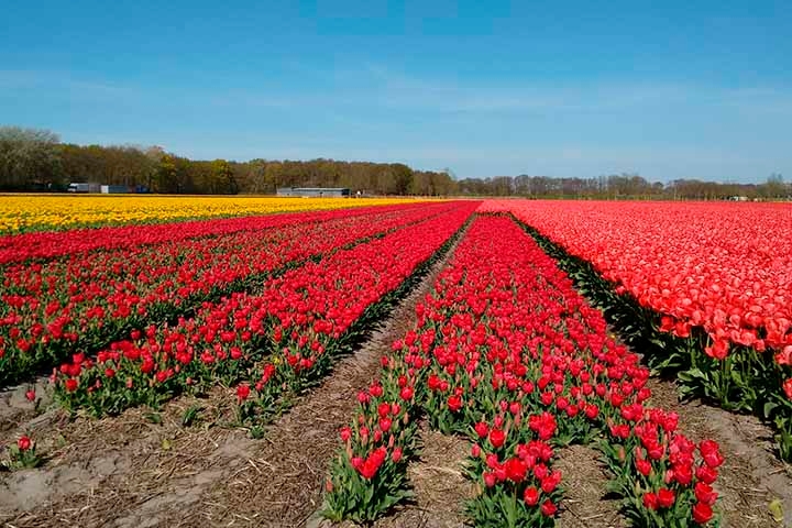 Um dos símbolos dos Países Baixos é a Tulipa, gênero de planta que floresce no primeiro semestre. O terceiro sábado de janeiro é demarcado no calendário holandês como “Dia Nacional da Tulipa”, abrindo a estação das flores.
 Reprodução: Flipar