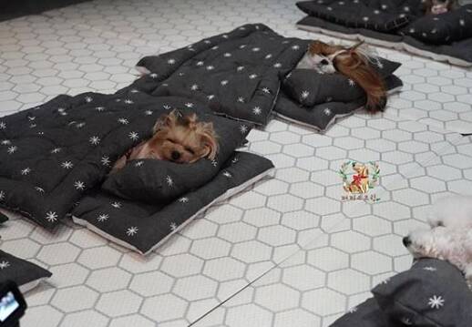 Filhotes de cachorro dormindo na creche. Foto: Reprodução Instagram