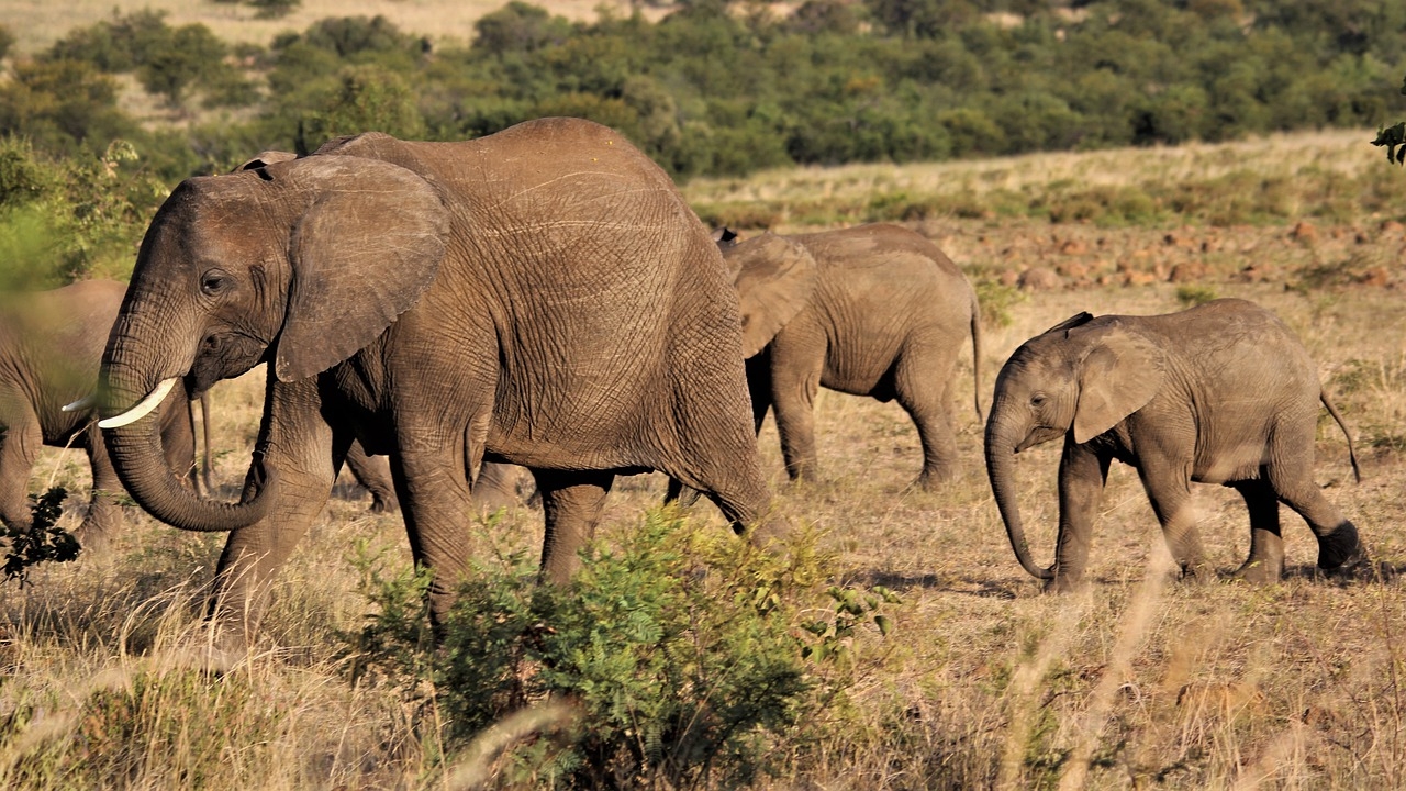 O elefante é o maior mamífero terrestre e tem duas espécies: o africano e o asiático.  Reprodução: Flipar