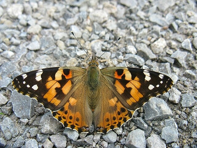 A borboleta Vanessa cardui é chamada popularmente de bela-dama. Ela é encontrada em todos os continentes, exceto na Antártida (por causa do gelo). A bela-dama vive em qualquer zona temperada, inclusive nas montanhas dos trópicos.   Reprodução: Flipar