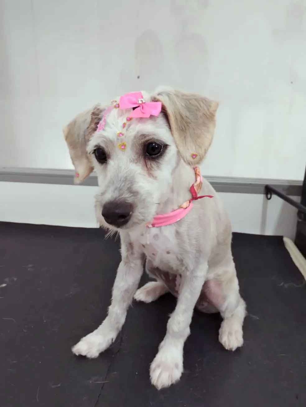 Mel recebeu tosa e ficou bem fresquinha e enfeitada. O abandono de animais é crime. A cadelinha teve sorte de encontrar alguém para acolhê-la.  Reprodução: Flipar