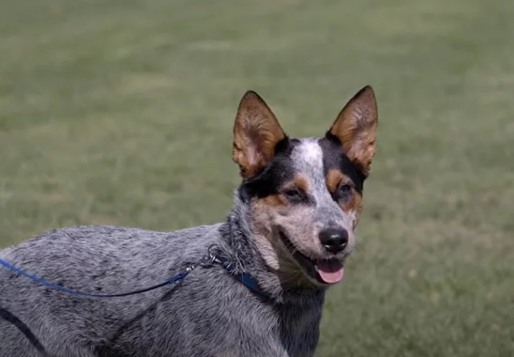 Australian Cattle Dog - Vive em média de 12 a 16 anos, é conhecido também como blue heeler ou red heeler. É oriundo da Austrália, possui pelagem curta e corpo musculoso. Costuma ser usado em pastoreio de gado. Reprodução: Flipar