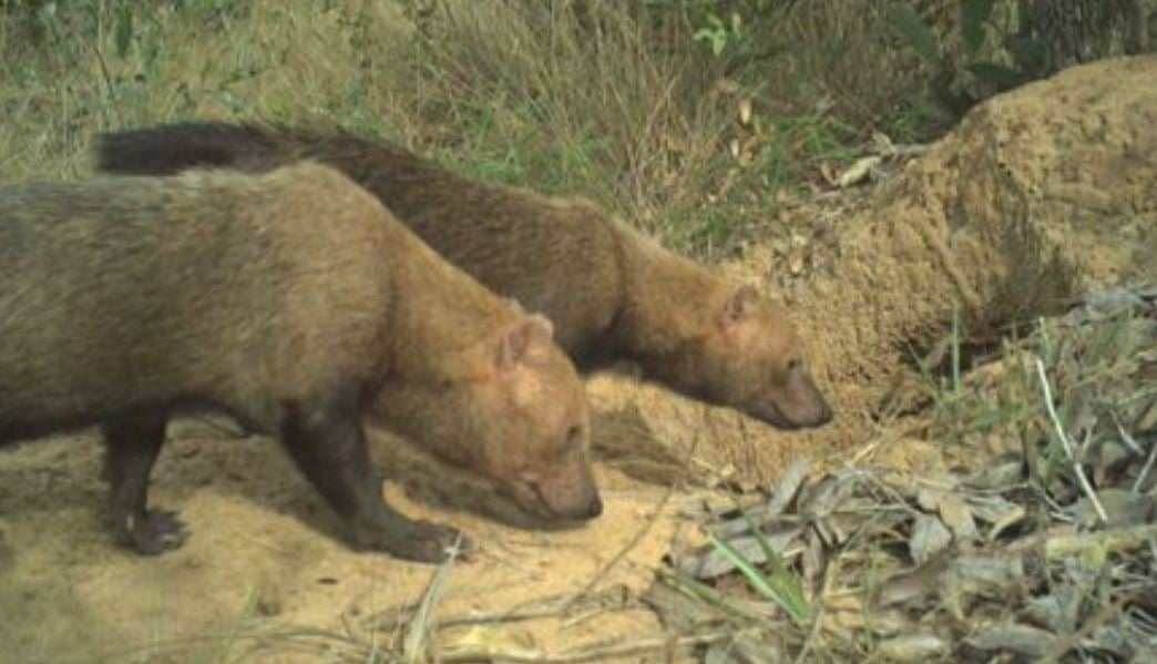 Além dos que foram encontrados em Inocência e no Vale do Ribeira, dois cachorros-vinagre adultos (foto) foram flagrados pela armadilha fotográfica no Parque Municipal do Pombo, em Mato Grosso do Sul.   Reprodução: Flipar