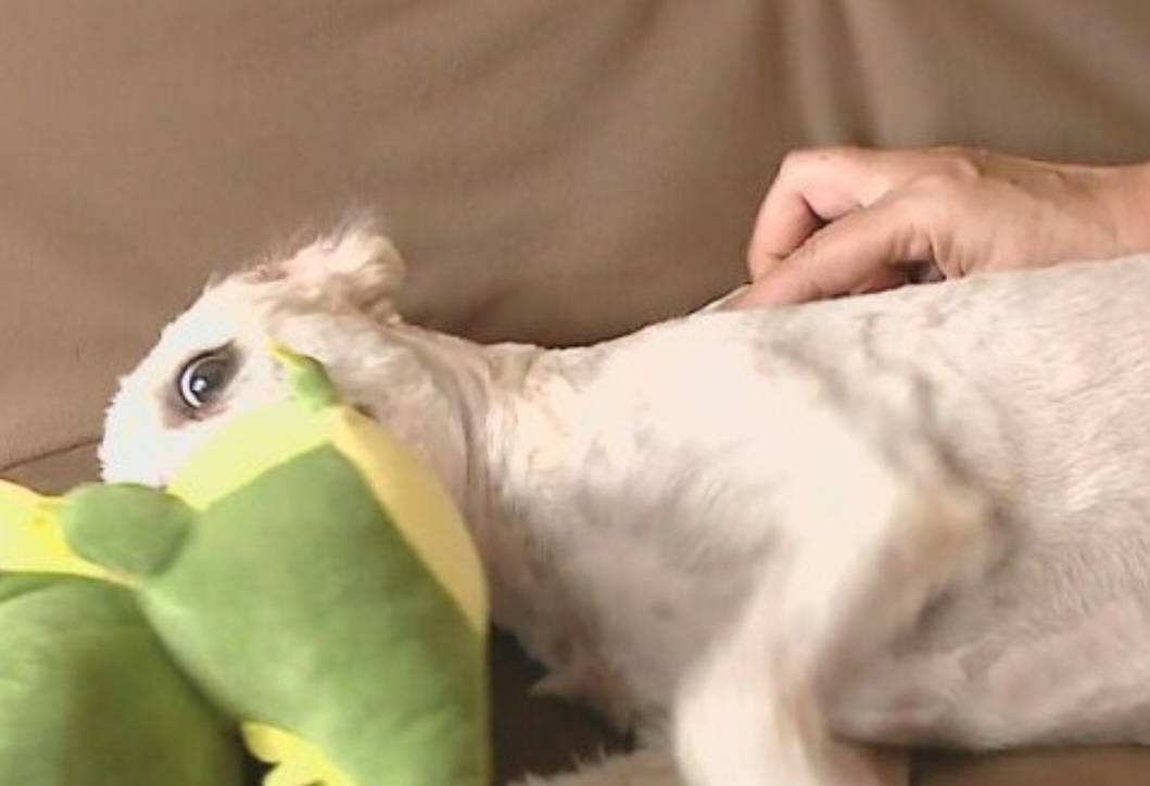 Por isso, Soraya deu o mesmo nome à nova cadela. E olha como ela ficou depois de receber banho, água e alimentação. E, claro, um brinquedo para distrair  Reprodução: Flipar