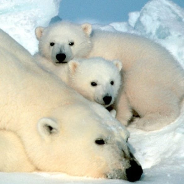 Curiosamente, não há ursos polares na Antártida, embora muitas pessoas façam confusão sobre isso. Este animal vive no Círculo Polar Ártico.  Reprodução: Flipar