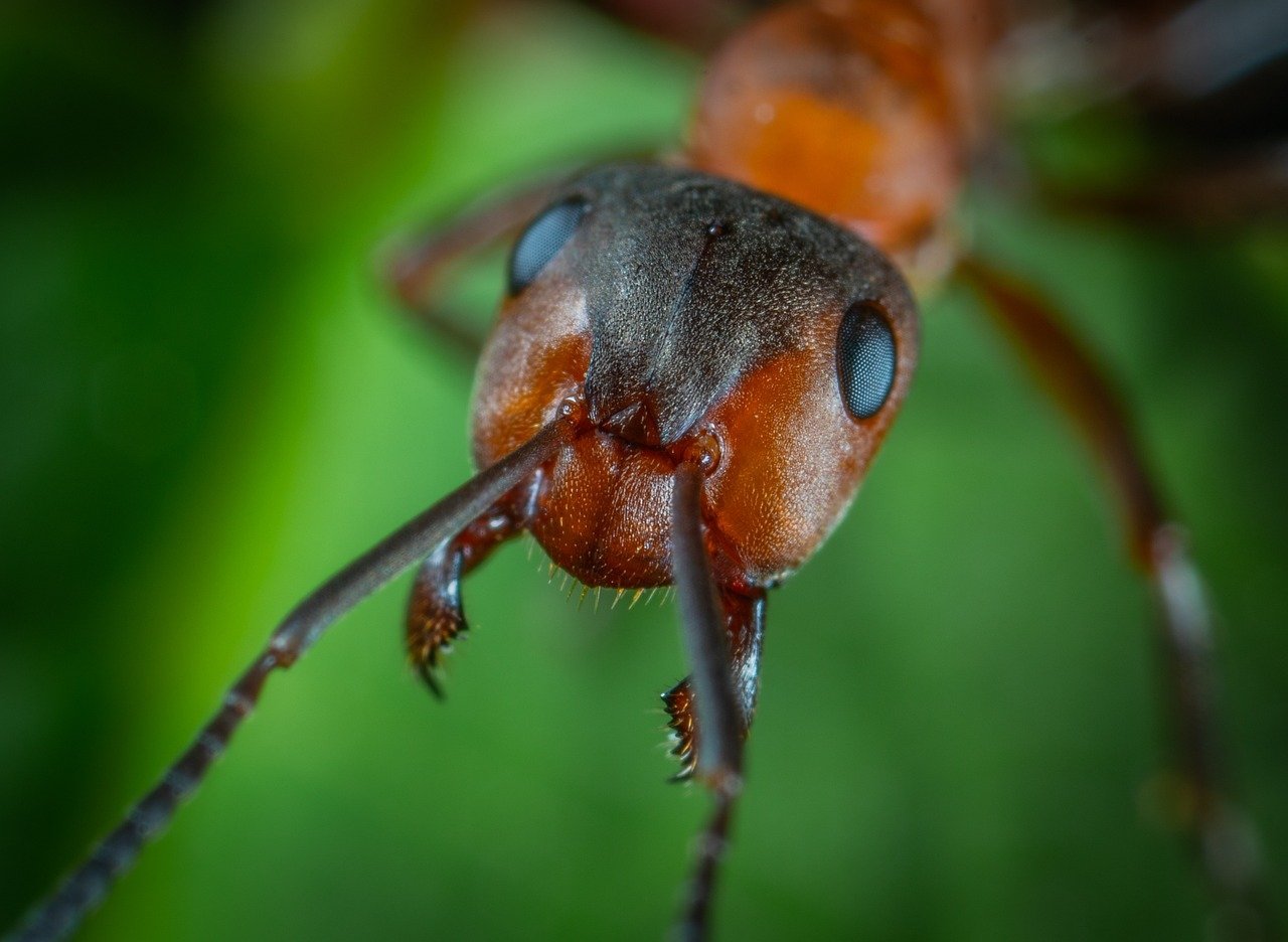 Mas as formigas proliferam com maior intensidade nas regiões tropicais.  Elas vivem no solo, no subsolo e nas árvores.  Reprodução: Flipar
