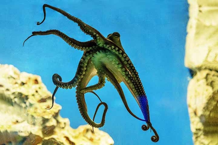 Essa combinação de flexibilidade física e capacidade cognitiva faz com que os cientistas se refiram a eles como “extraterrestres da Terra” — um apelido informal, mas que reflete bem o quanto eles fogem dos padrões evolutivos que conhecemos. Reprodução: Flipar