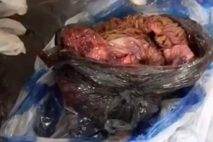 Bucho: Talvez você não tenha estômago para isso, mas esse passageiro da Angola tinha — literalmente. O órgão era de algum animal não identificado e, claro, precisou ser descartado. Reprodução: Flipar