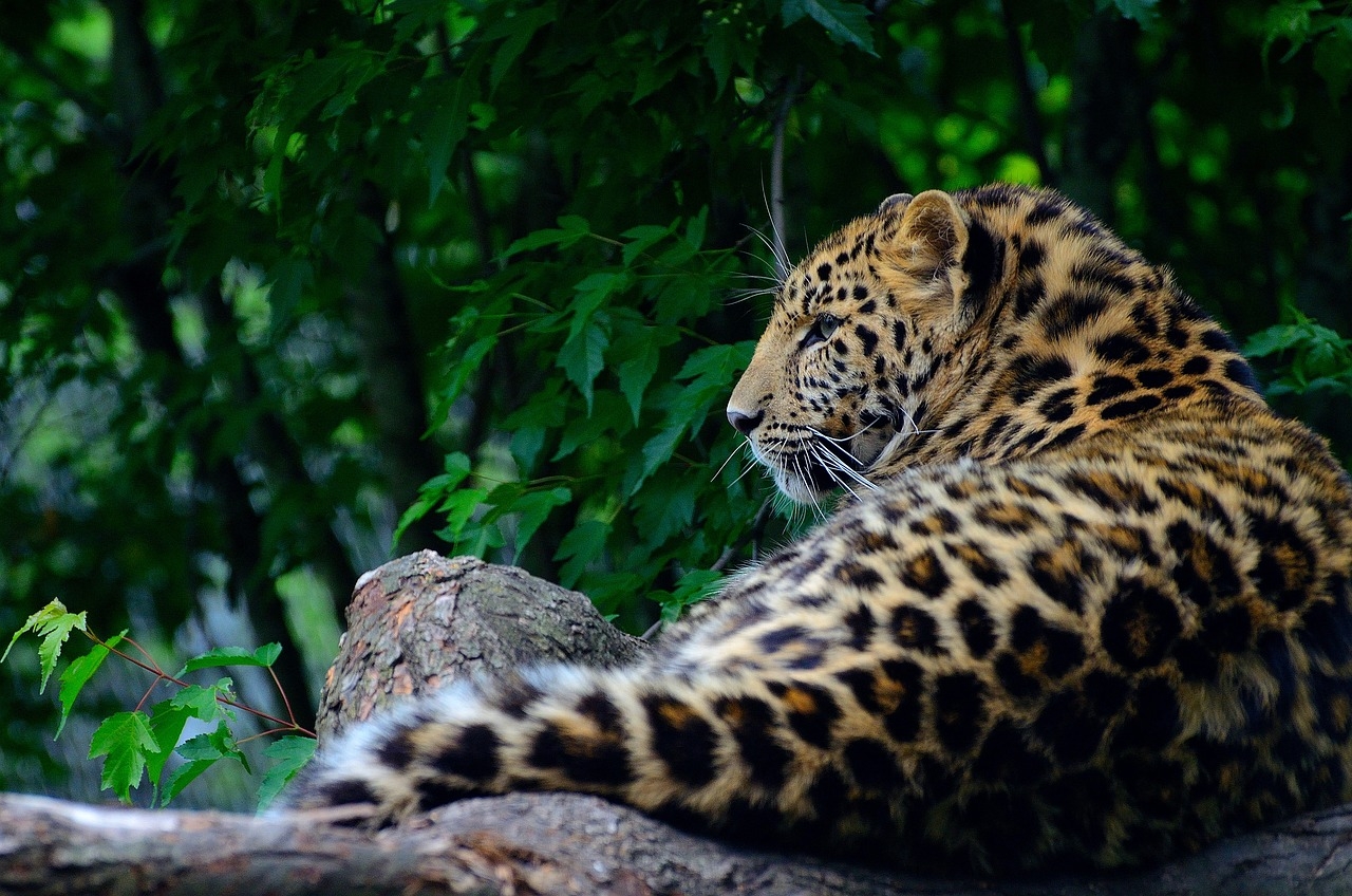 Os leopardos vivem somente na África e na Ásia, enquanto as onças-pintadas (Panthera onca) são observadas apenas nas Américas. O primeiro é coberto por manchas e rosetas mais sólidas, já as onças ostentam rosetas em blocos com manchas internas distintas. Reprodução: Flipar