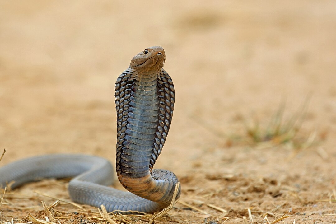 O veneno da naja é neurotóxico, ou seja, afeta o sistema nervoso, podendo causar paralisia e falência respiratória. Algumas espécies também produzem citotoxinas que provocam necrose nos tecidos. Reprodução: Flipar