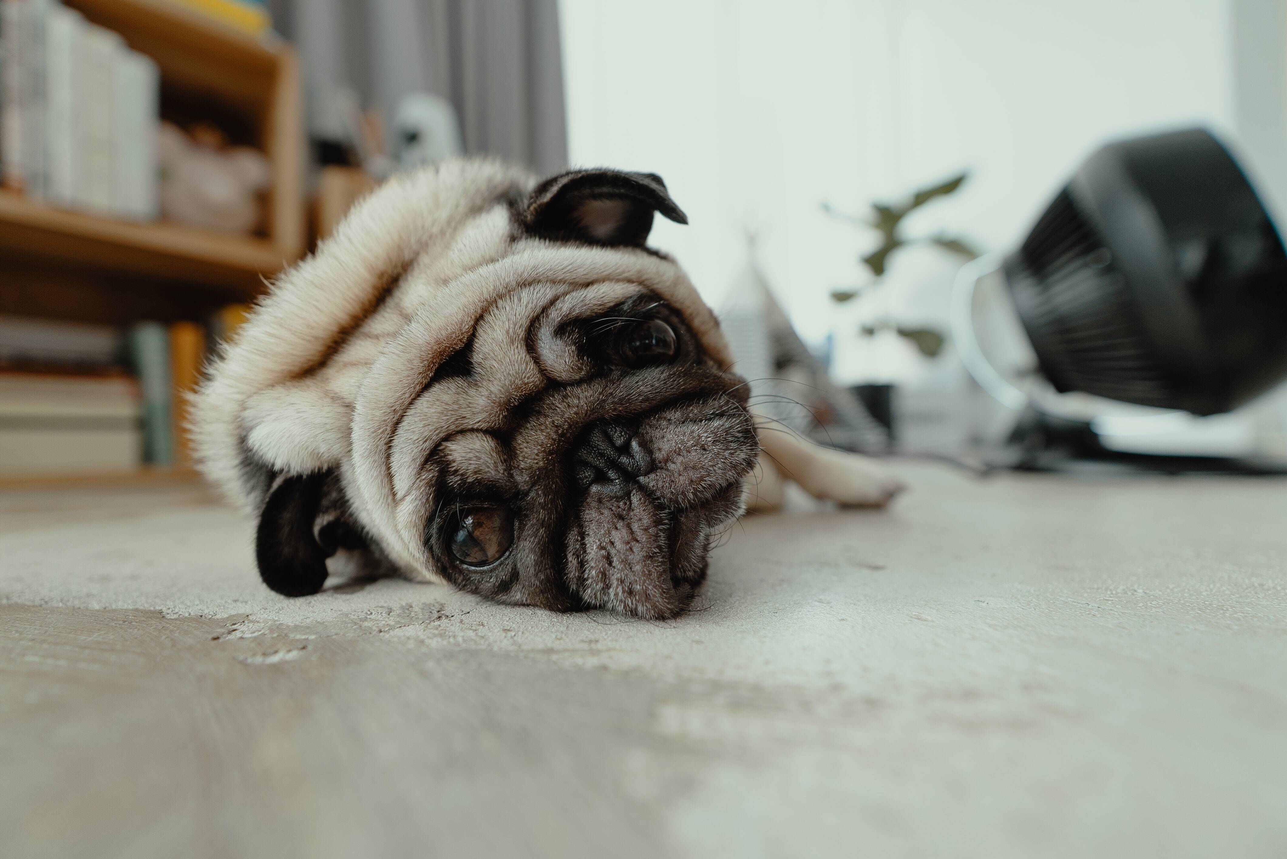 Um cachorro com excesso de gases pode esvaziar uma sala. Foto: Jc-gellidon/Unsplash