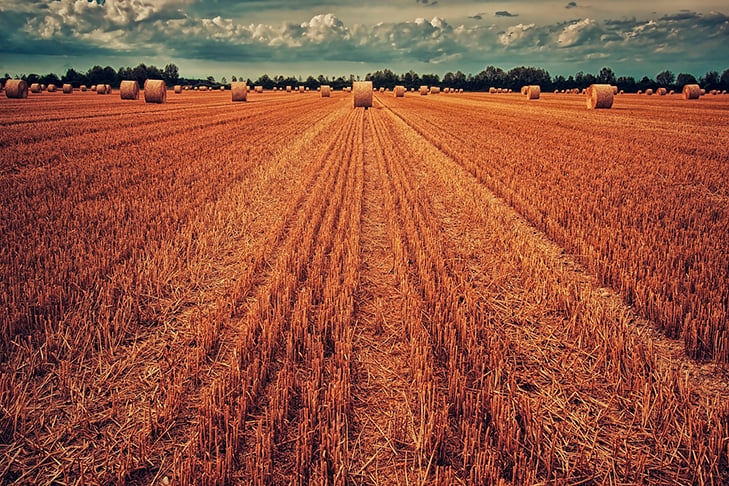 O trigo possui um impacto direto na economia, na saúde e na segurança alimentar, com seu cultivo sendo uma atividade essencial para milhões de pessoas ao redor do mundo. Reprodução: Flipar