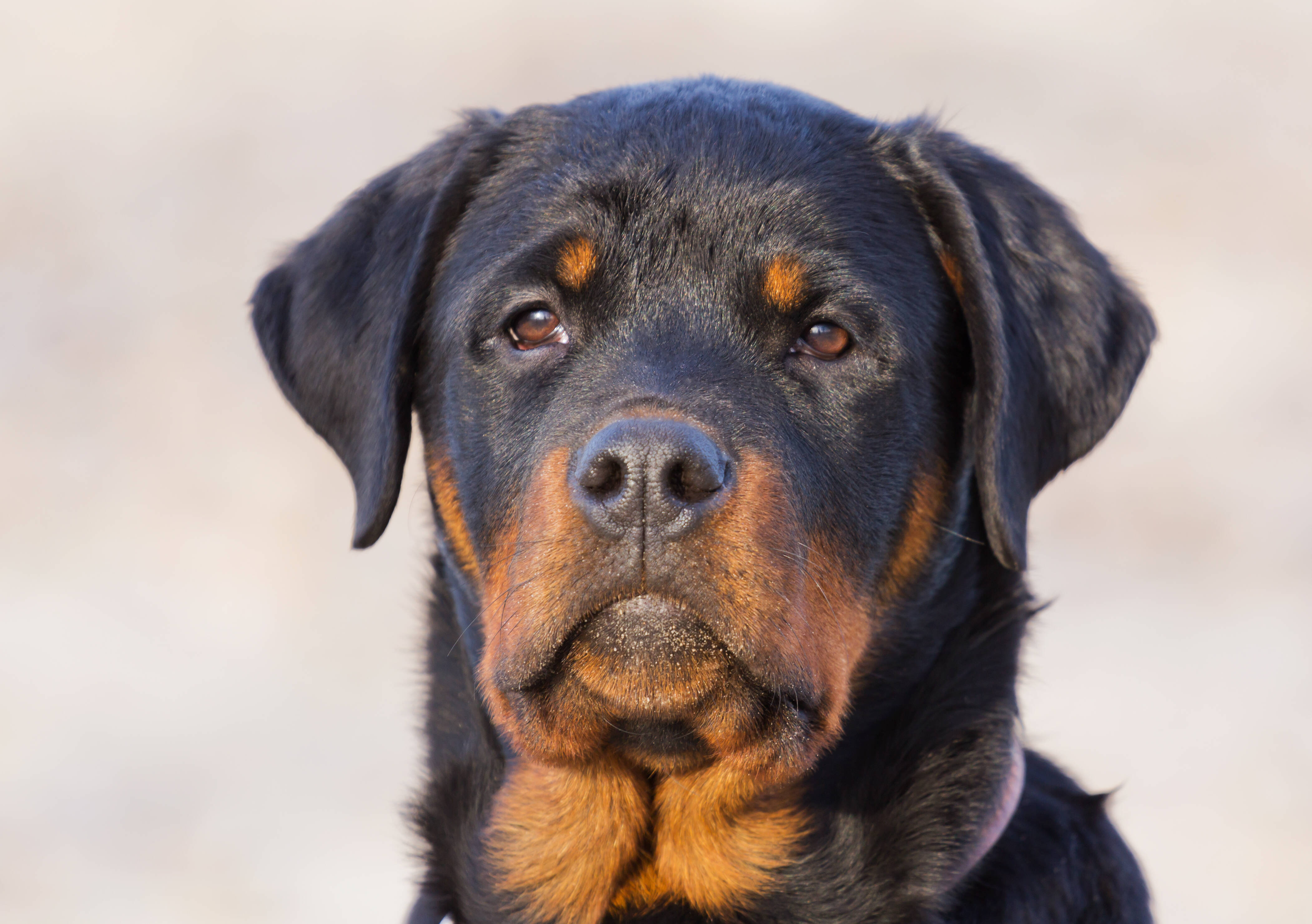 O Rottweiler está entre os cachorros esportistas. Foto: shutterstock 
