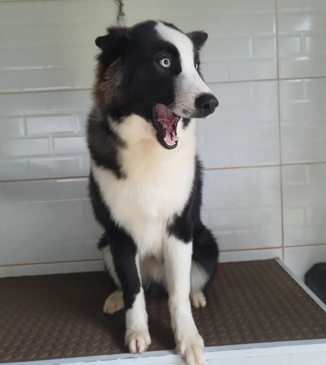 Loki é um cão da raça Yakutian Laika