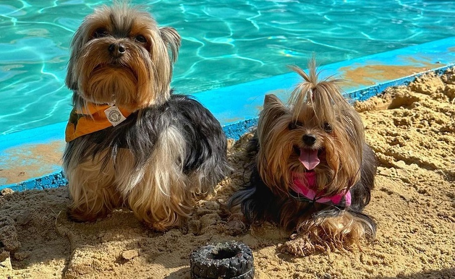 Os cachorrinhos Armandinho e Nina da página Eu, Você e os Pets