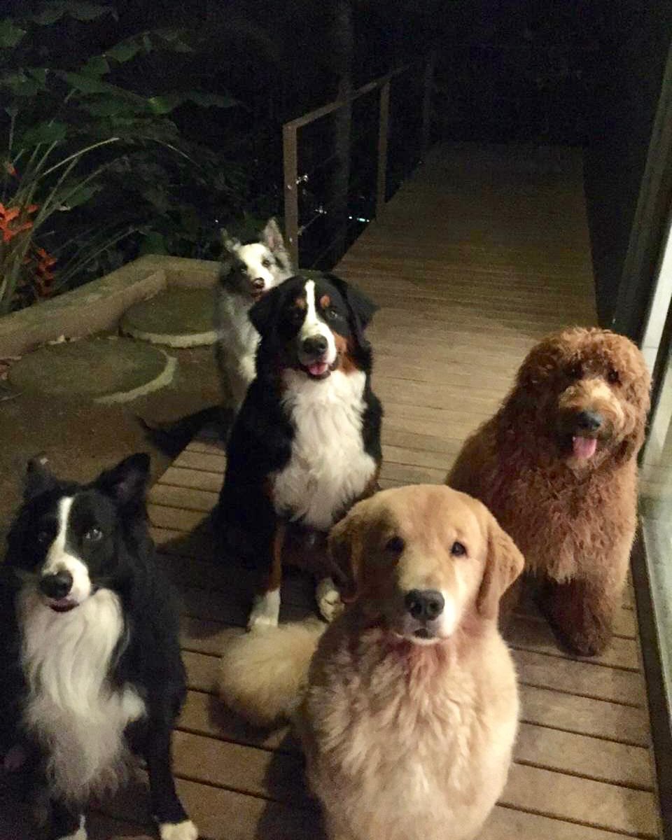 Ziggy com os outros cachorros de Huck. Foto: Reprodução Instagram - 27.2.2025