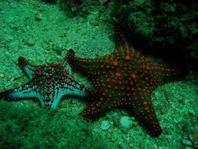 Estrela-do-mar: O equinodermo é um dos animais marinhos mais lentos, atingindo 0,09 km/h. Possui 5 braços, é carnívora, mas também se alimenta de algumas algas e matérias orgânicas. Reprodução: Flipar