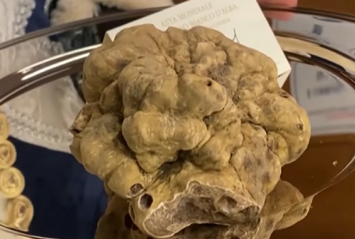 As trufas são considerados os cogumelos mais caros do mundo, apreciados por seu aroma e sabor únicos. Reprodução: Flipar