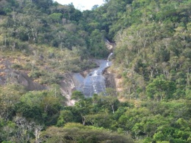 Desde 2016, uma equipe da SAVE Brasil monitora a espécie na Estação Ecológica de Murici, em Alagoas, onde vivem as choquinhas remanescentes. A área de preservação, criada em 2001, é um refúgio de Mata Atlântica.  Reprodução: Flipar