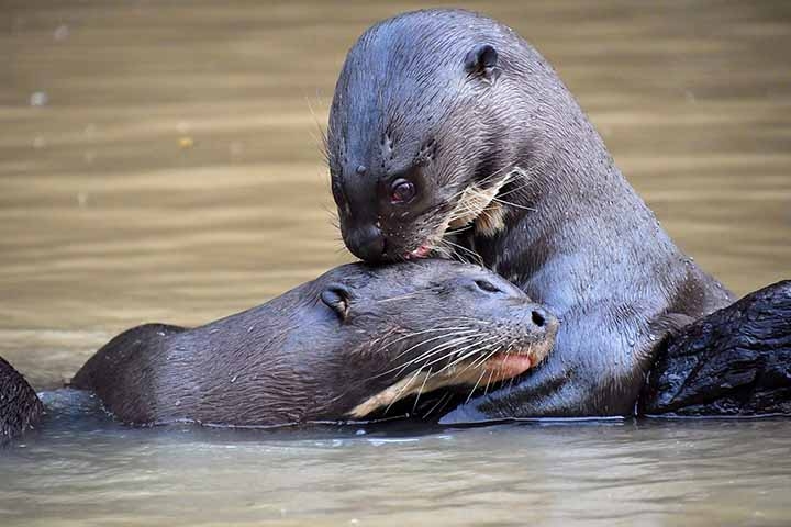 Apesar de sua agilidade e força, a ariranha enfrenta sérias ameaças, como destruição de habitat e a contaminação dos rios por mercúrio devido ao garimpo.  Reprodução: Flipar