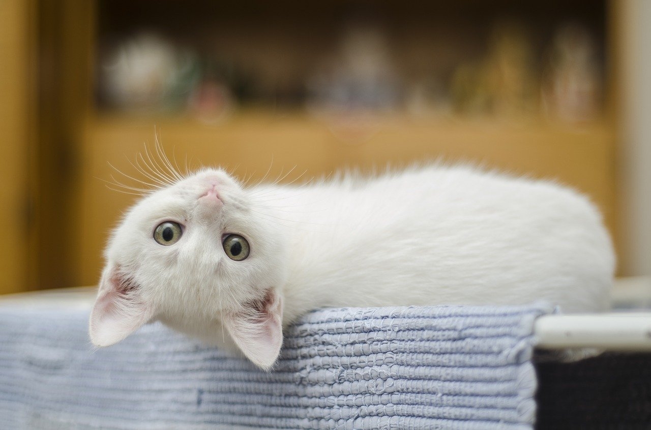 O Brasil tem cerca de 27 milhões de gatos nas residências, de acordo com levantamento do Instituto Pet Brasil. Trata-se de um dos pets mais amados pela população.  Reprodução: Flipar