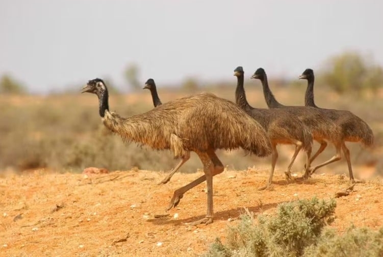 O emu, também conhecido como ema-australiana, é endêmico no país da Oceania e uma das maiores aves terrestres do mundo. A variante costeira está entre as mais raras. 
 Reprodução: Flipar