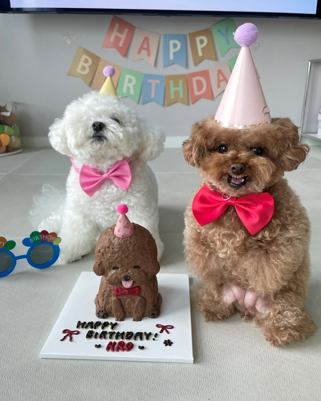 Poodles vestem laços. Foto: Reprodução Instagram @arang2o_o