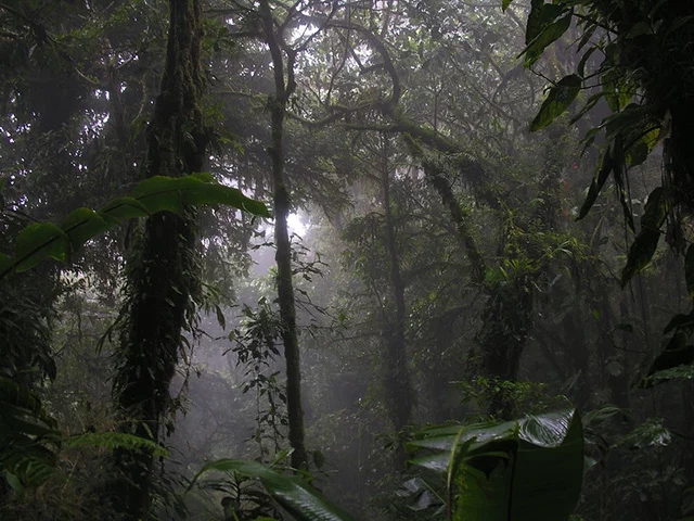 7ª - Reserva Florestal Nublada de Monte Verde – Costa Rica - Localizada numa região alta e montanhosa, ela está quase sempre encoberta por nuvens Reprodução: Flipar