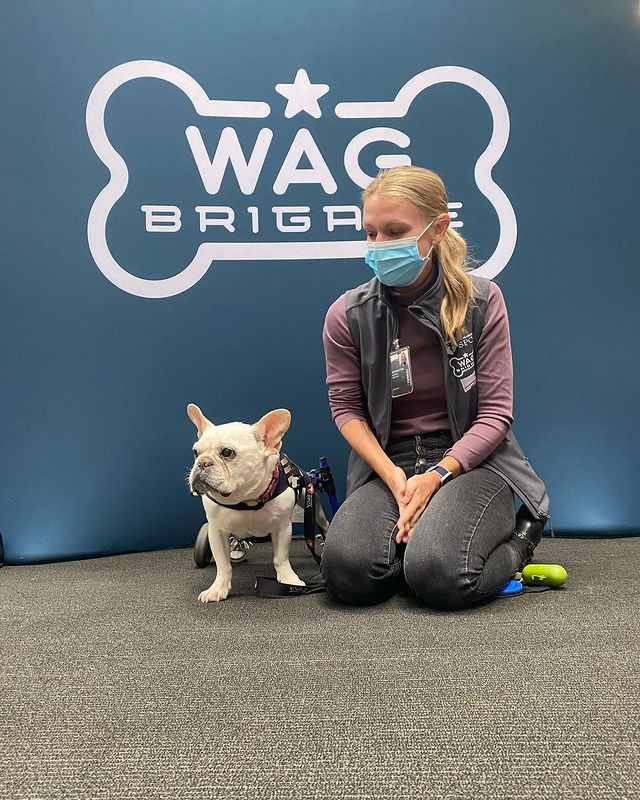 Wag Brigade! Uma equipe de animais de terapia certificados pela SF SPCA que surpreendem e encantam, tornando a viagem mais agradável. Foto: Reprodução/Instagram