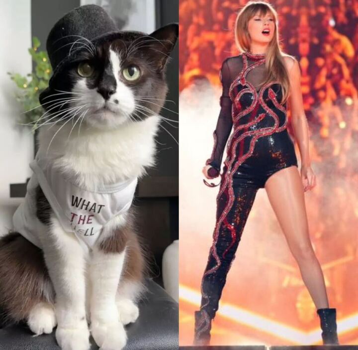 Gato usando roupa em referência ao momento Reputation da turnê de Taylor Swift Foto: Reprodução