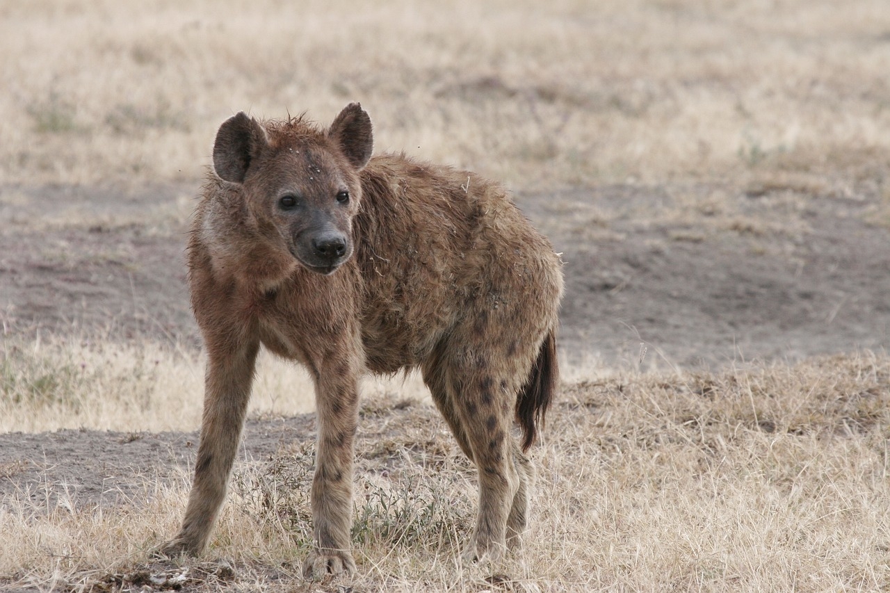 As hienas habitam a África e a Ásia. Estão em florestas e savanas. E vivem até 12 anos. Além de caçar animais para comer, as hienas também se aproveitam de carniças - animais que já estão mortos. Além disso, elas têm o hábito de comer fezes de outros animais, como gnus e antílopes.  Reprodução: Flipar