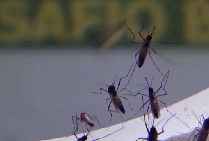Niterói está conseguindo impedir a proliferação do aedes aegypti usando o próprio mosquito como arma. Ou seja, o transmissor da dengue age contra a disseminação da doença a partir de uma iniciativa que teve início 8 anos atrás. Reprodução: Flipar