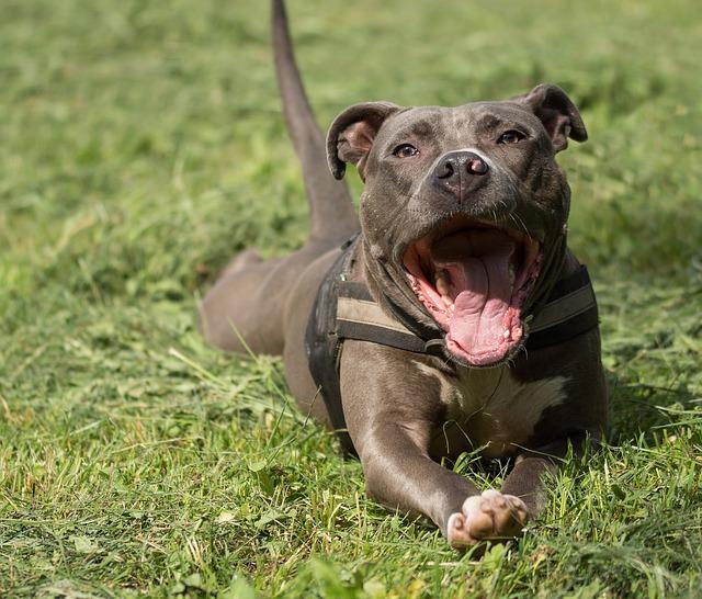 Originalmente criado para rinha de cães, hoje é usado para caça e guarda. Os cães pitbull são extremamente fortes e ágeis. Tem estruturas óssea e muscular bem desenvolvidas. Quando atacam, as lesões são sérias. A força da mordida pode chegar a 106,59 kg.  Reprodução: Flipar