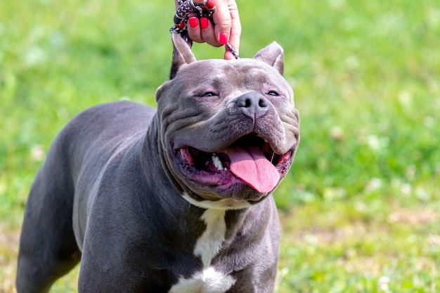 Responsável pelos danos - Caso o animal provoque alguma confusão, o tutor será responsabilizado pelos danos que o animal causar. Essa regra vale para condutores de cães da raça pitbull, ou dela derivada, bem como fila, doberman e rottweiler.. Foto: Reprodução