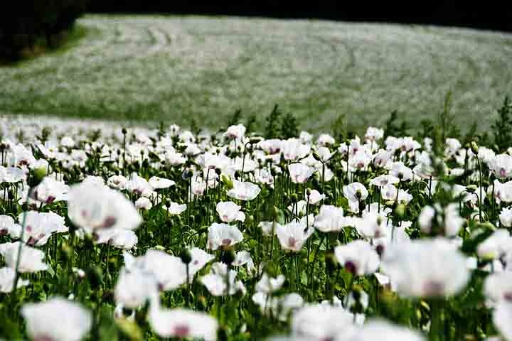 Além das papoulas, é comum encontrar flores como margaridas, girassóis e outras plantas silvestres que enriquecem a paisagem.

 Reprodução: Flipar