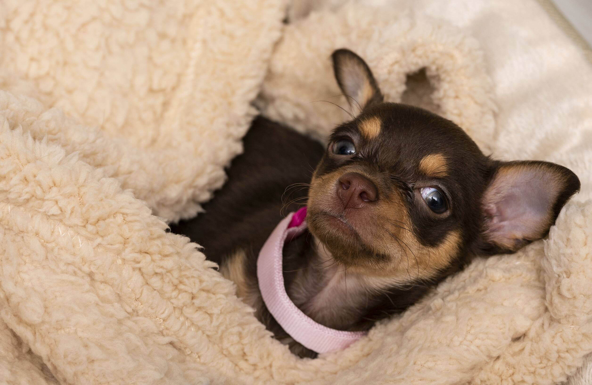 Chihuahua. Foto: Wirestock/Freepik