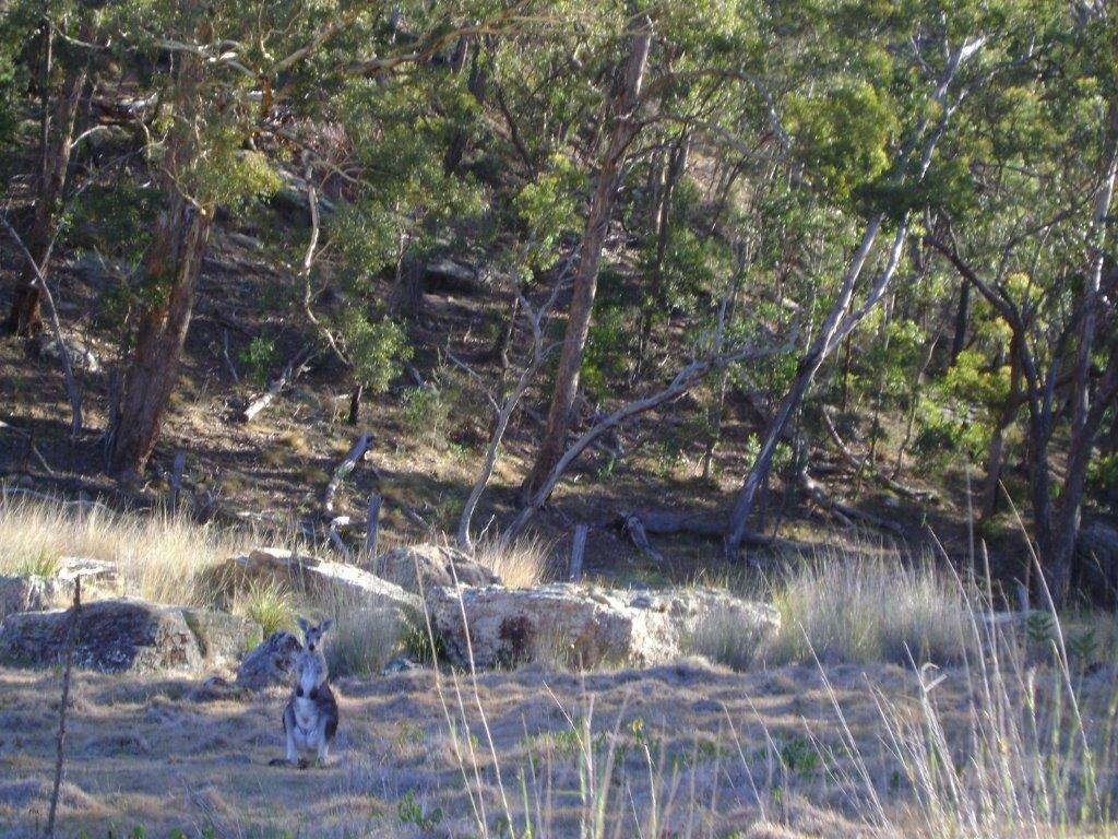 Durante os safáris é possível observar cangurus, wombats e outros animais da curiosa fauna local