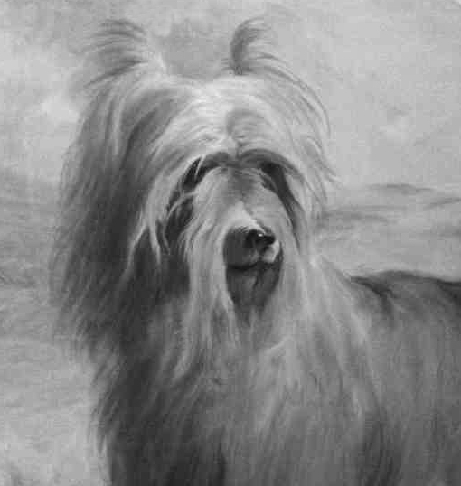 Ilustração dedicada a Huddersfield Ben, o cachorro conhecido como o ‘primeiro Yorkshire Terrier’. Foto: Reprodução