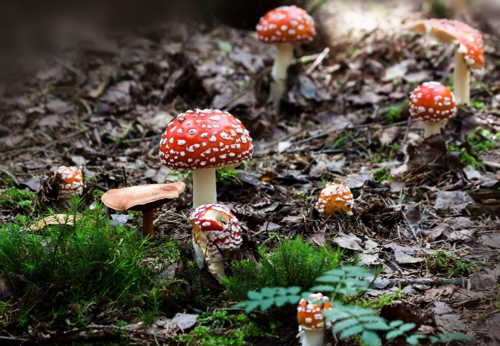A origem dos cogumelos remonta a bilhões de anos, com sua classificação como reino próprio Fungi estabelecida em 1969, o que os aproxima mais dos animais do que das plantas, pois não conseguem produzir seu próprio alimento.  Reprodução: Flipar